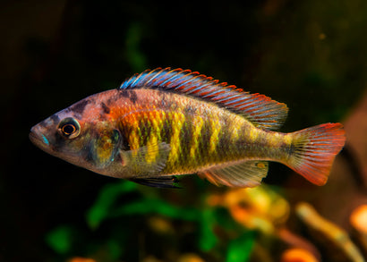 Haplochromis Nyererei- Astatotilapia nyererei,