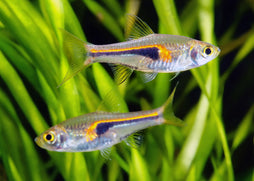 Coburg Aquarium | Hengels Rasbora | Shop live aquarium fish online