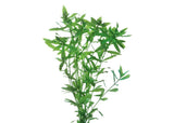 Poly Hygrophila
