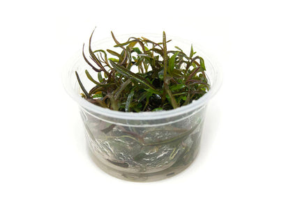 Hygrophila (Araguaia) Tissue Culture