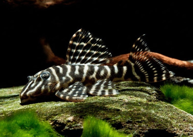 Hypancistrus Debilittera L129 (Colombian Zebra Pleco) - black and white zebra stripped fish
