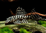Hypancistrus Debilittera L129 (Colombian Zebra Pleco)