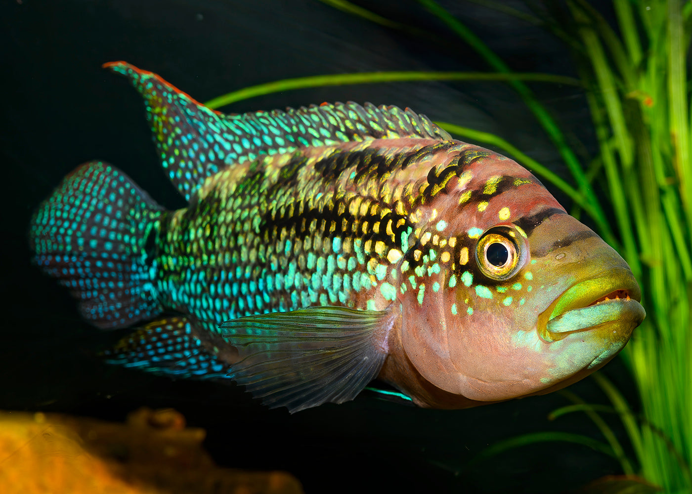 Jack Dempsey Fish
