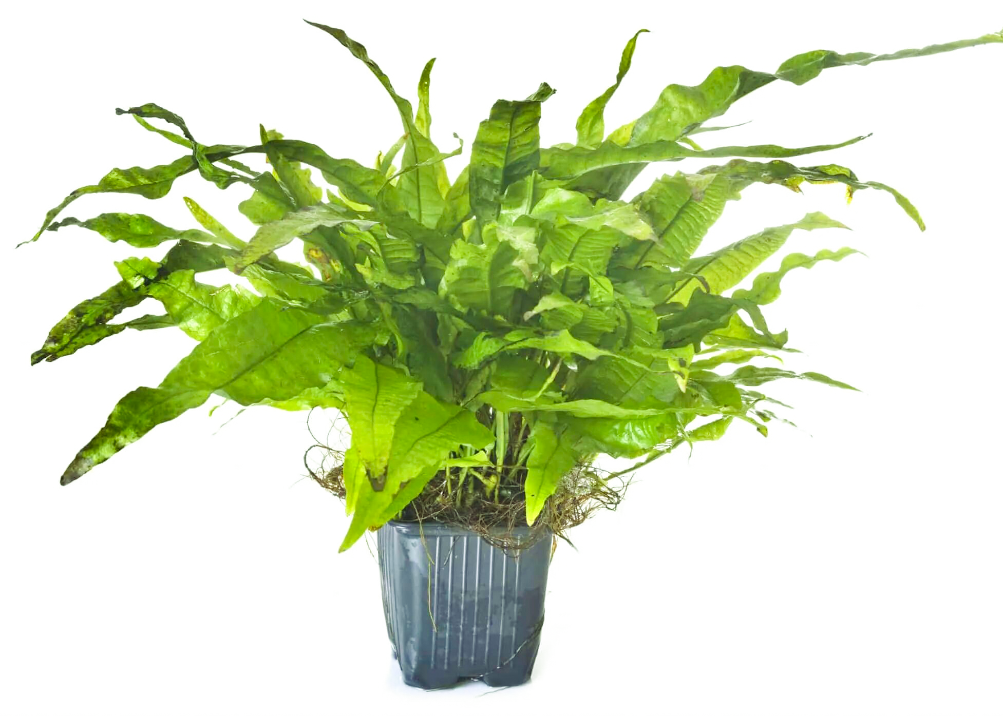 Java Fern - Microsorium Pteropus leafy live or real bush plant for aquariums, ponds or large fish tanks