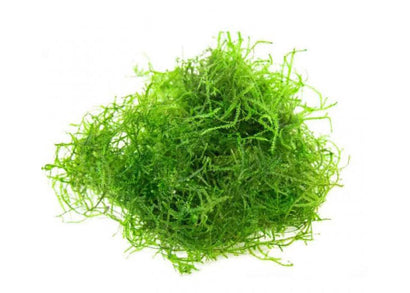 Java moss