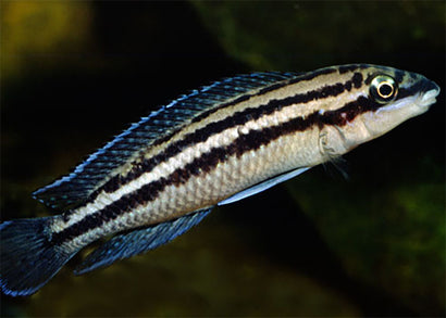 Julidochromis Dickfeldi