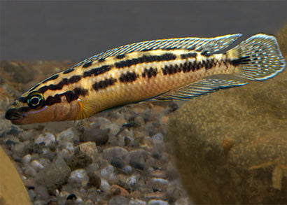 Julidochromis Transcriptus