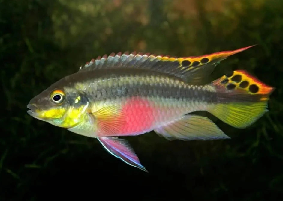 Kribensis |  Live fish online | coburgauqarium.com.au｜Aquarium FIsh for sale | Tropicah fish store | Freshwater Fish | Coburg Aquarium