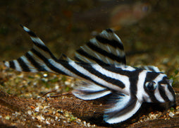 Coburg Aquarium | L046 Zebra Pleco | Live aquarium Fish Online