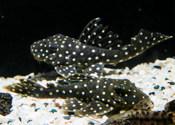 The L201 Snowball Pleco (Hypancistrus sp.), also known as the Orinoco Angel Pleco | Aquarium Fish | Aquarium Shop near me |Live fish online | coburgauqarium.com.au｜Aquarium Shop | Aquarium FIsh for sale | Tropical fish store | Freshwater Fish | Coburg Aquarium