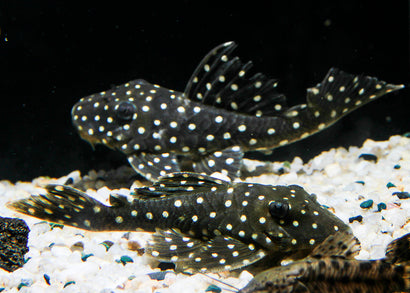The L201 Snowball Pleco (Hypancistrus sp.), also known as the Orinoco Angel Pleco | Aquarium Fish | Aquarium Shop near me |Live fish online | coburgauqarium.com.au｜Aquarium Shop | Aquarium FIsh for sale | Tropical fish store | Freshwater Fish | Coburg Aquarium
