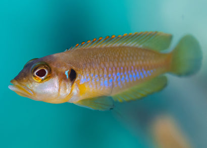 Neolamprologus Ocellatus Gold