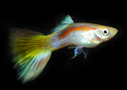 Guppy Male Laser