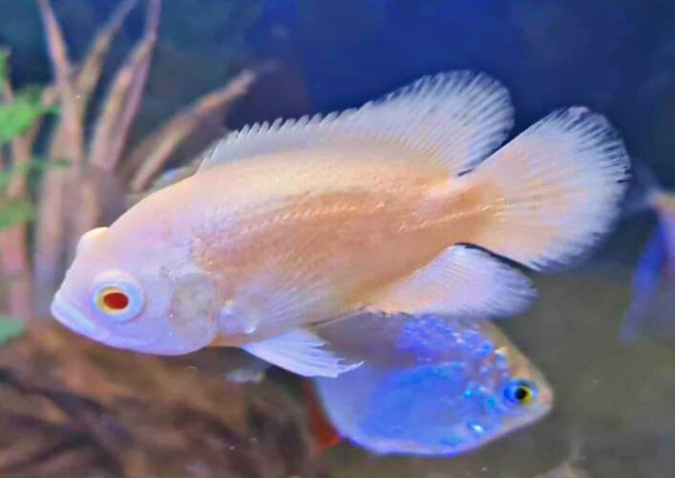 Lemon Oscar Fish