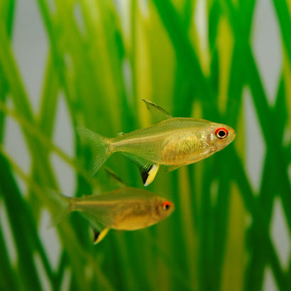 Lemon Tetra - Special 6 for $20