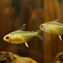 Lemon Tetra | Coburg Aquarium | Live Fish Online Delivery | Tropical fish