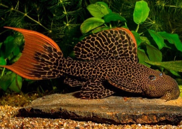 Leopard Cactus Pleco L600 | Buy Freshwater Aquarium Fish Online ...