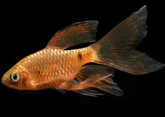 Rosy Barb Longfin