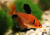 Serpae Tetra - Longfin