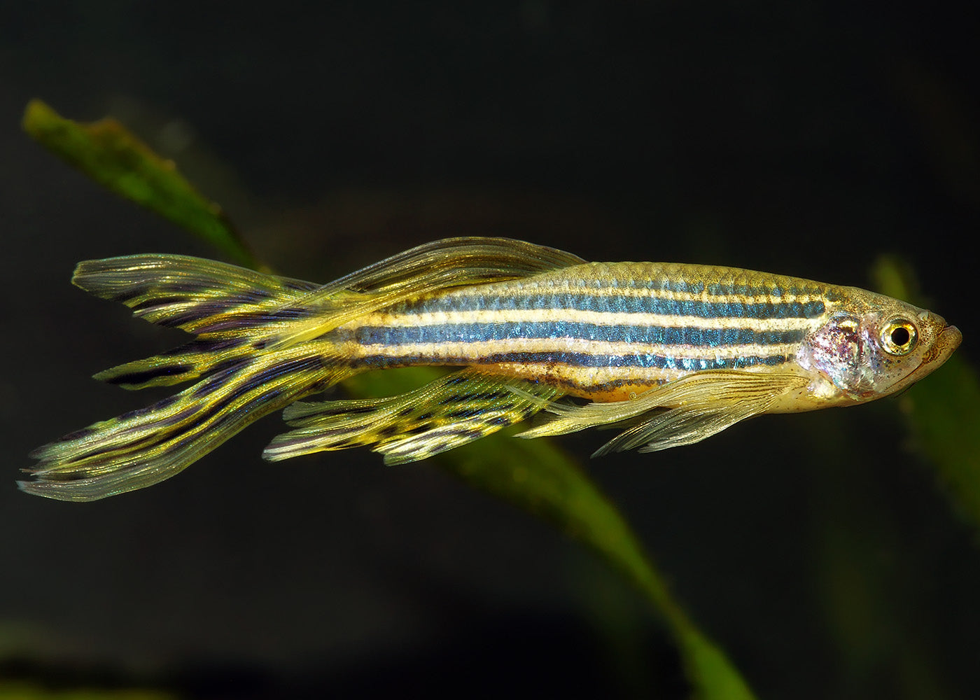 Longfin Zebra Danios