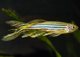 Zebra Danio - Longfin Special (6 for $22)