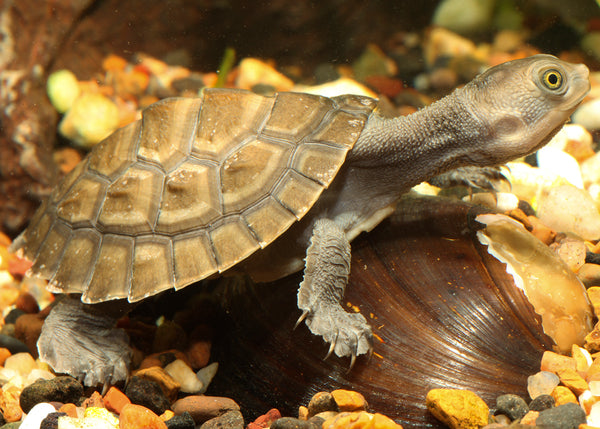 Macleay River Short Neck Turtle (Hatchling) – Coburg Aquarium