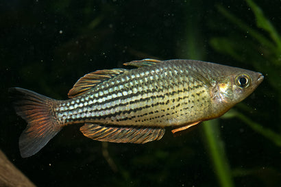Mccullochs Rainbowfish - Moa Island