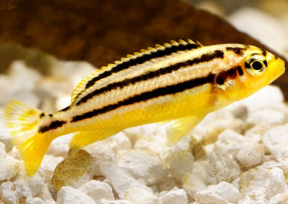 Auratus Cichlid | Melanochromis auratus Live fish online | coburgauqarium.com.au｜Aquarium FIsh for sale | Tropicah fish store | Freshwater Fish | Coburg Aquarium