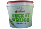 Minibeasts Bucket of Bugs - Live Crickets with Bucket