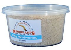 Minibeasts King Mealworms