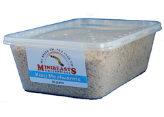 Minibeasts King Mealworms