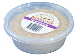 Minibeasts Mealworms