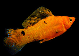Molly FIsh Assorted| Aquarium Fish| Freshwater fish| coburgaquarium.com.au|Pet Fish online| Coburg Aquarium| Live Fish Store| Buy Fish online