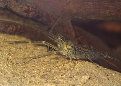 Murray River Shrimp