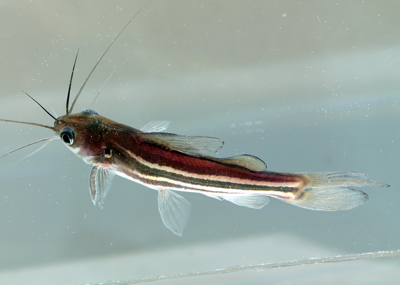 Coburg Aquarium Striped Catfish -Mystus - Main Image