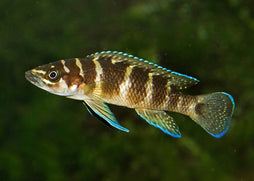 Neolamprologus Cylindricus