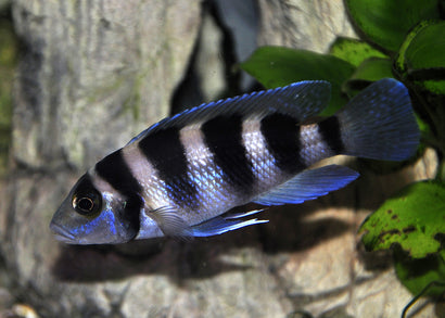 Neolamprologus Tretocephalus