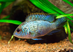 Neon Blue Acara | Live fish online | coburgauqarium.com.au｜Aquarium FIsh for sale | Tropicah fish store | Freshwater Fish | Coburg Aquarium