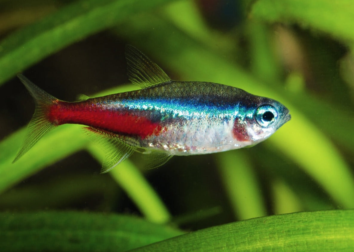 Very small Neon Tetra fish with blue and red body