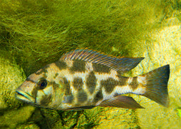A single Nimbochromis Livingstoni fish swimming in an aquarium with aquatic plants in the background.