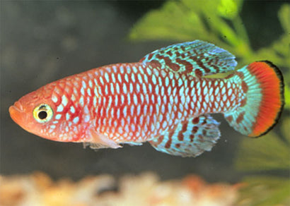 Nothobranchius Rachovii