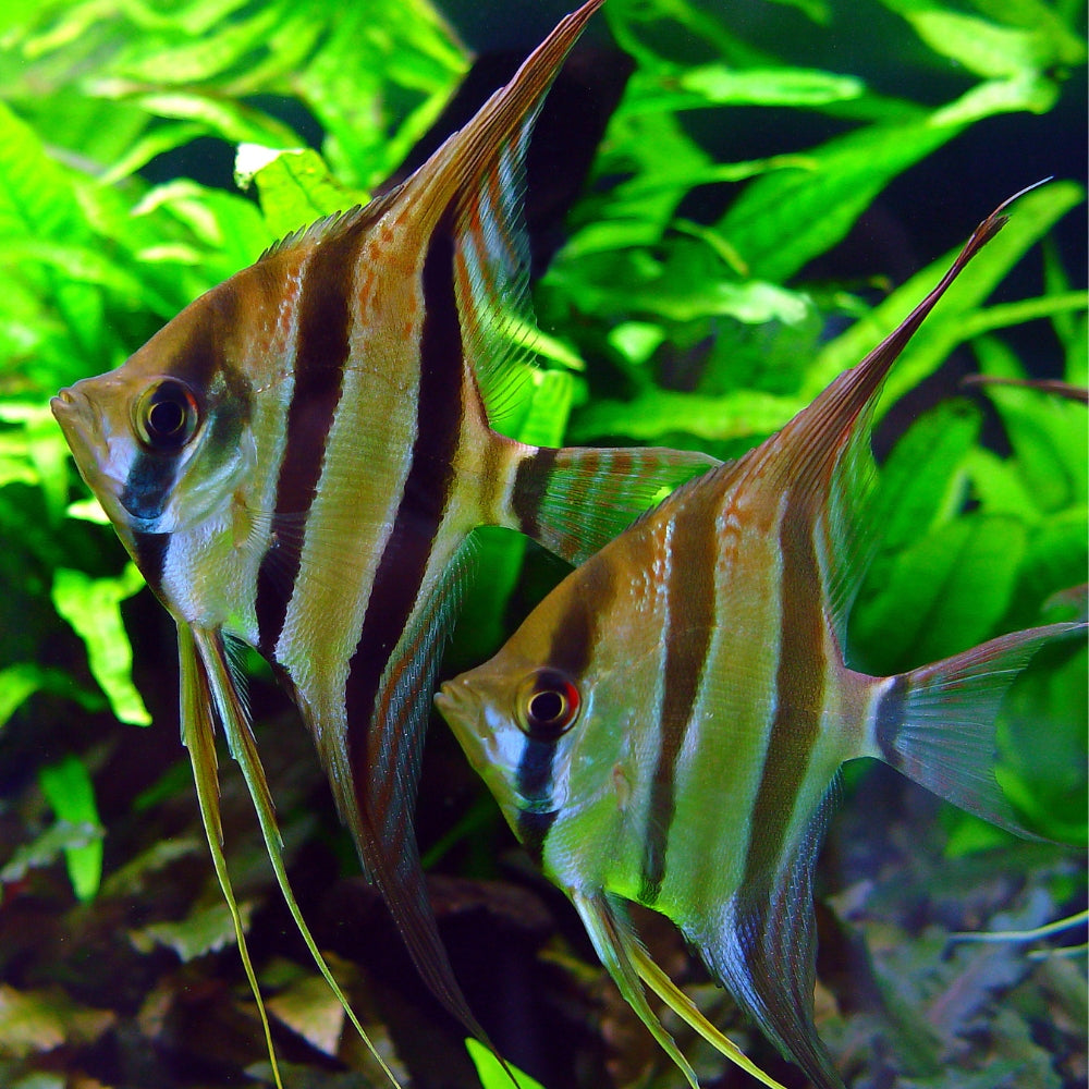 Angel Fish Type Types Of Freshwater Angelfish With Pictures