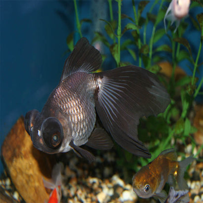 Panda Goldfish