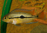 Parrot Cichlid - Nicaraguan