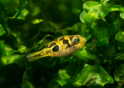 Coburg Aquarium Freshwater Dwarf Pea Puffer fish