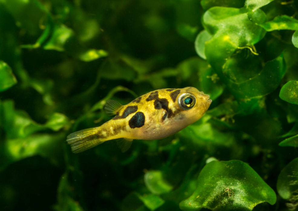 Freshwater puffer shop care