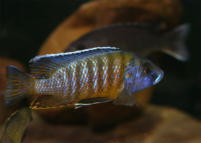 Peacock Cichlid - Blue