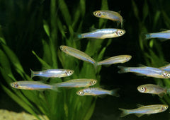 Pearl Danios | Danios for sale | Freshwater Fish | Buy Aquarium Fish Online | Live Fish near you | Coburg Aquarium | Tropical Fish | coburgaquarium.com.au