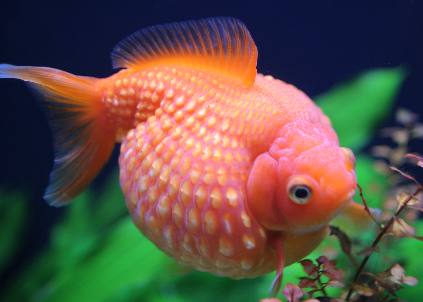 Pearlscale Goldfish