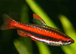 Pencil Fish